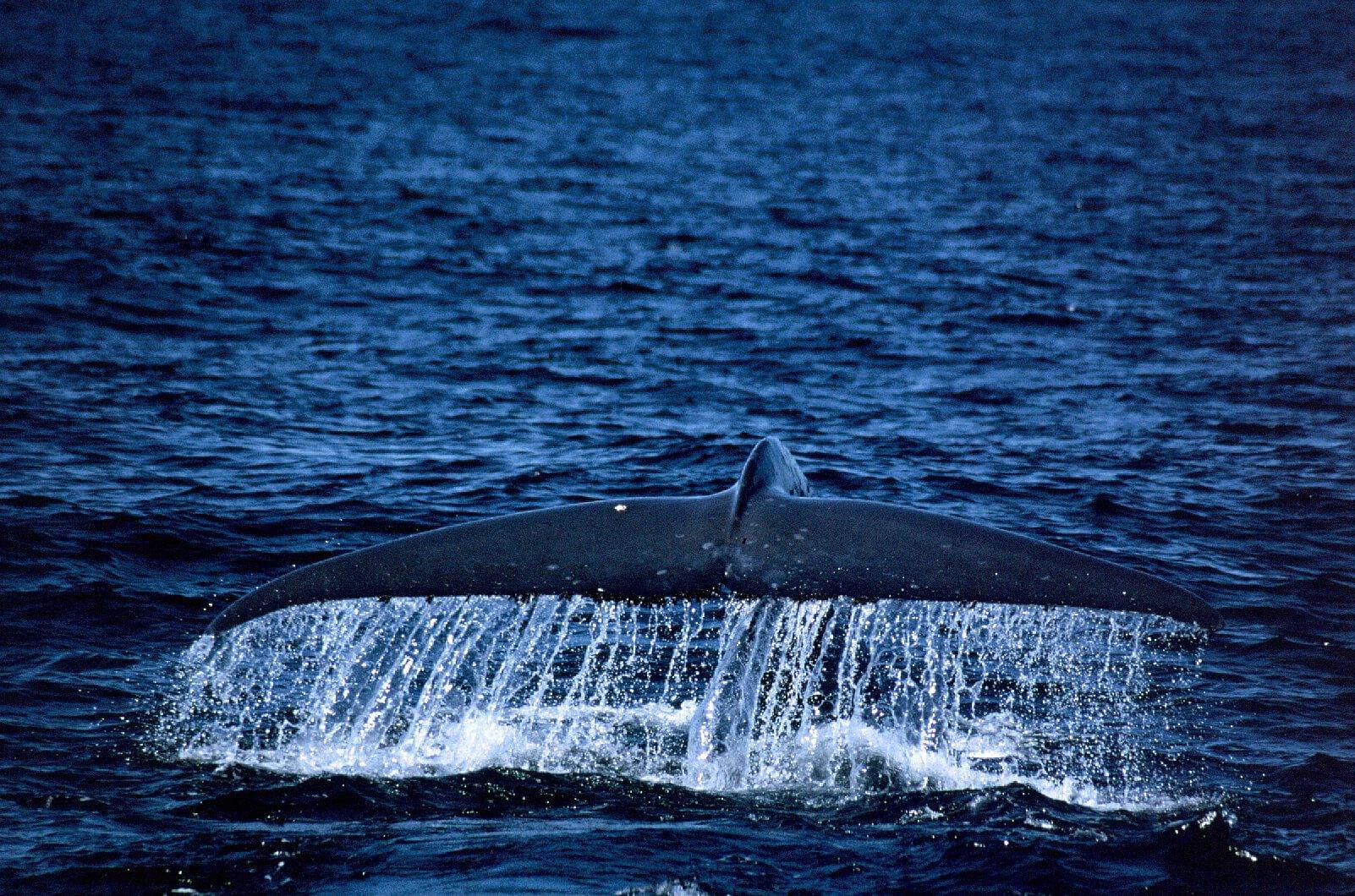 Blue whale at Savu South Alor Resort
