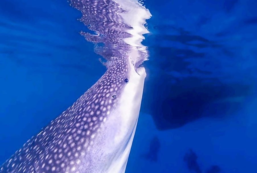 Whale shark underwater photography Seahorse Liveaboard