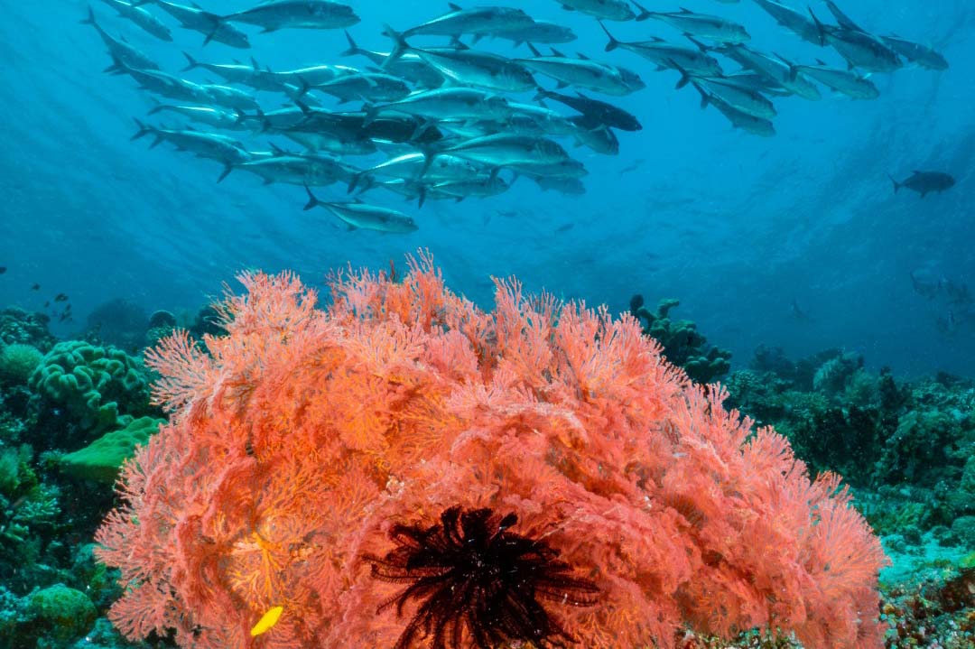 Reef diving Indonesia with MSY 