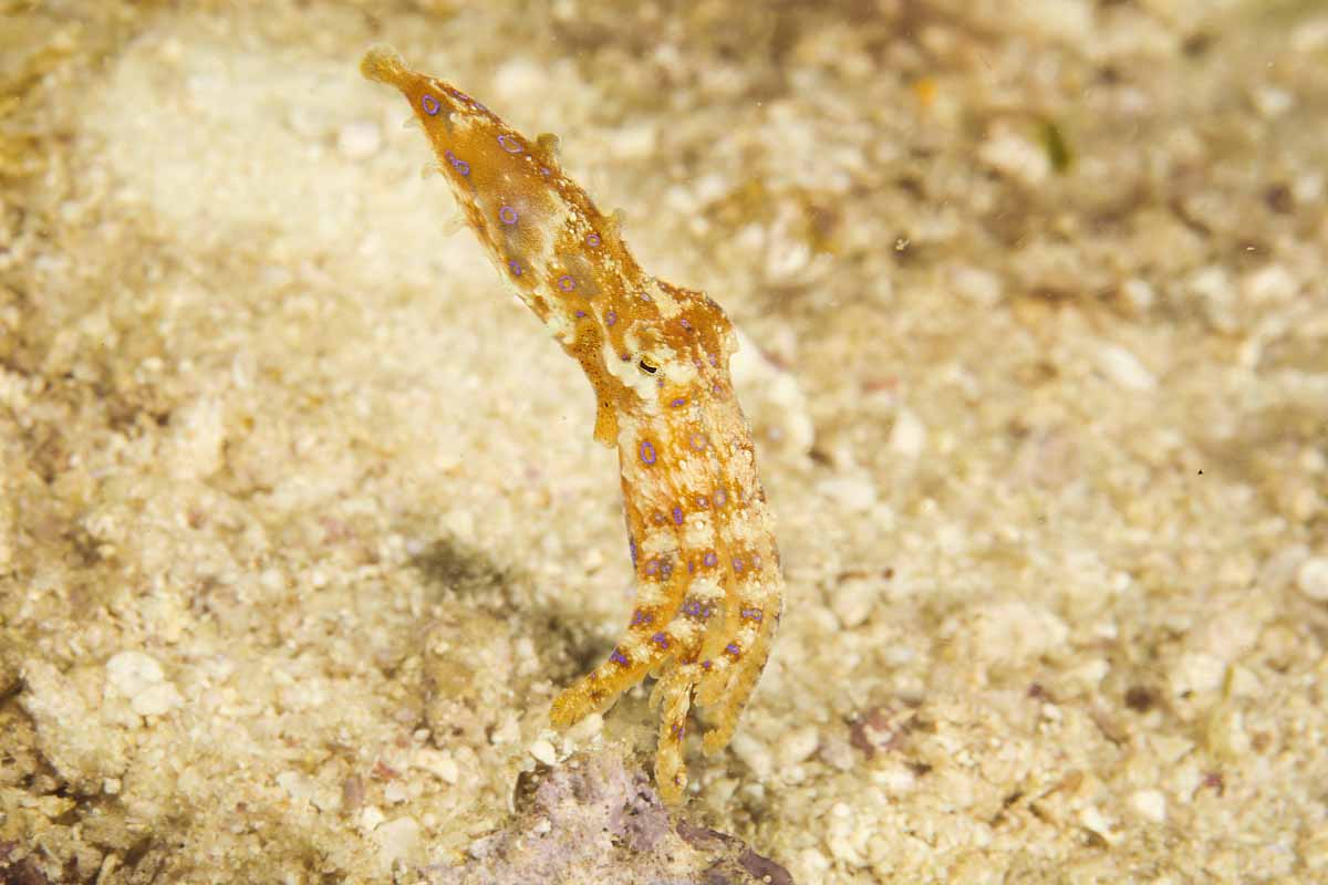 Blue-ringed octopus underwater photography Seahorse 