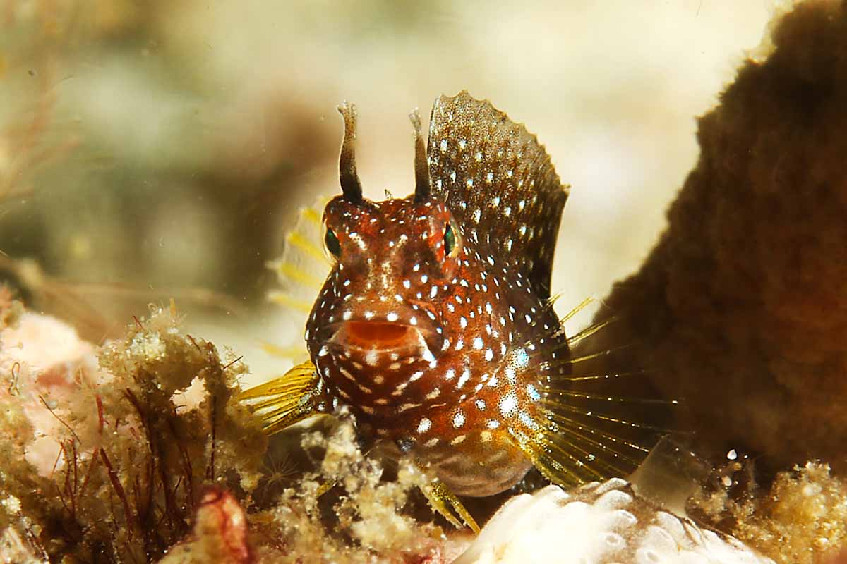 Starry blenny underwater photography Seahorse 