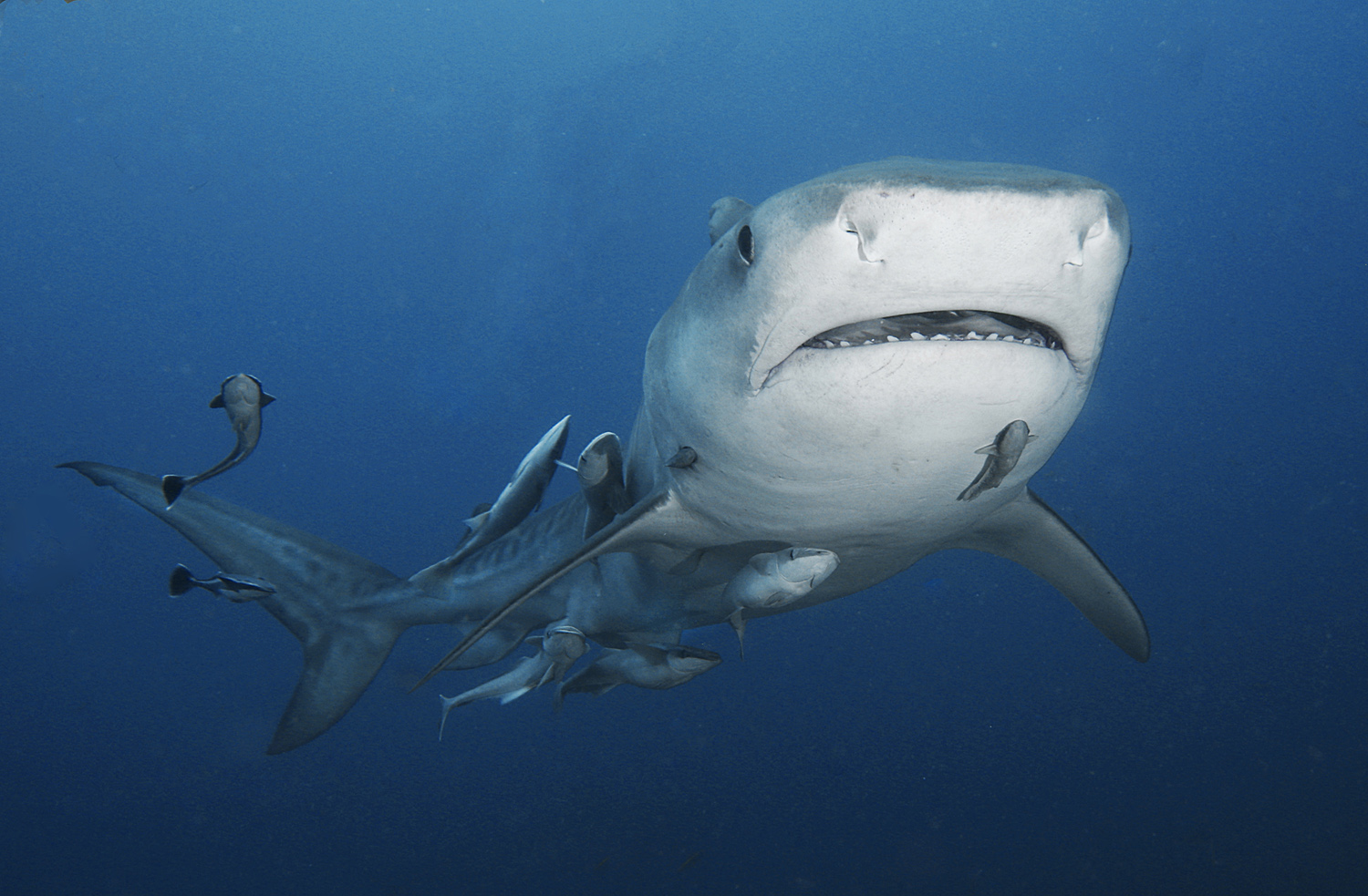 Shark diving in Socorro
