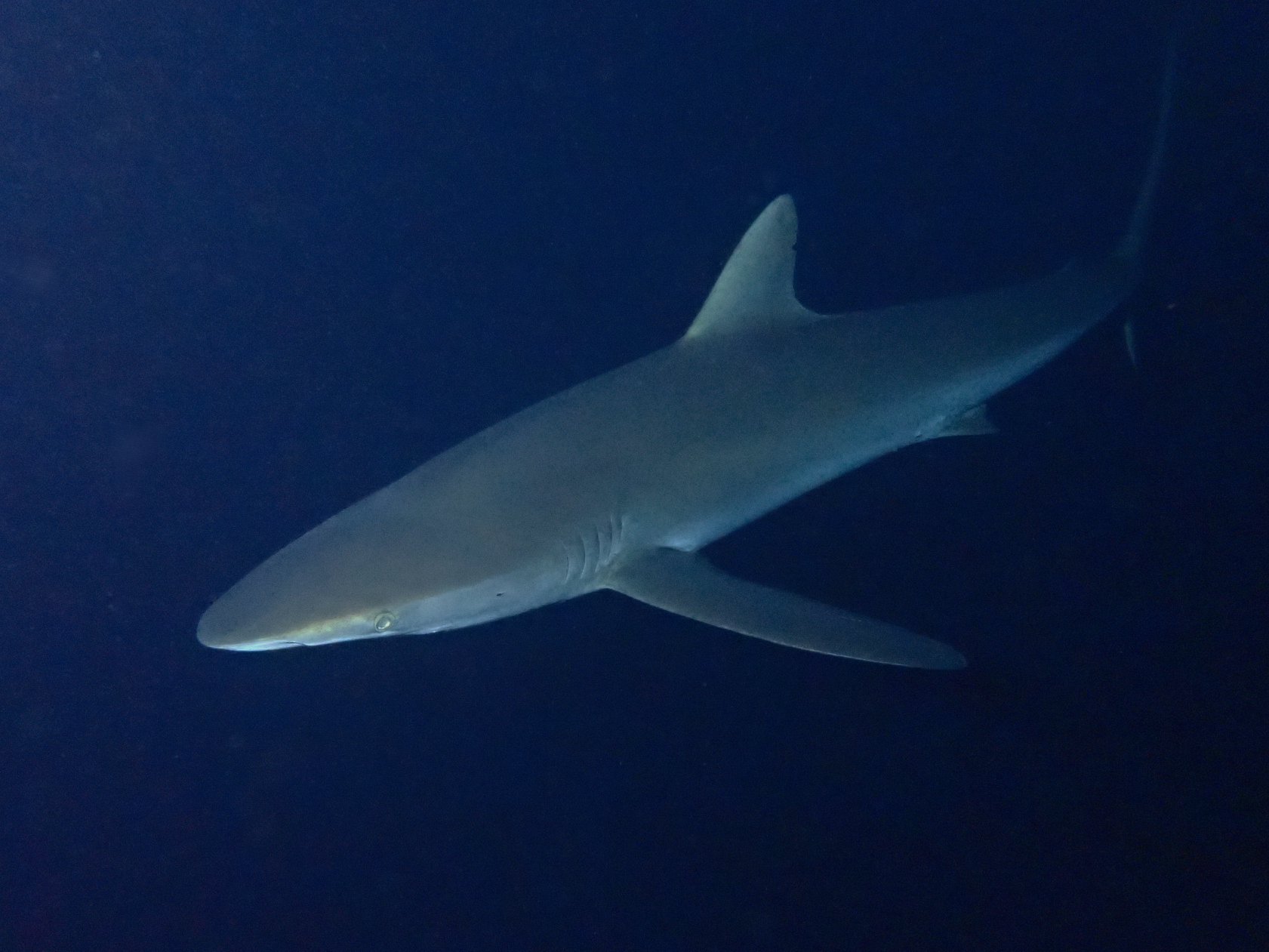 Silk shark in Socorro

