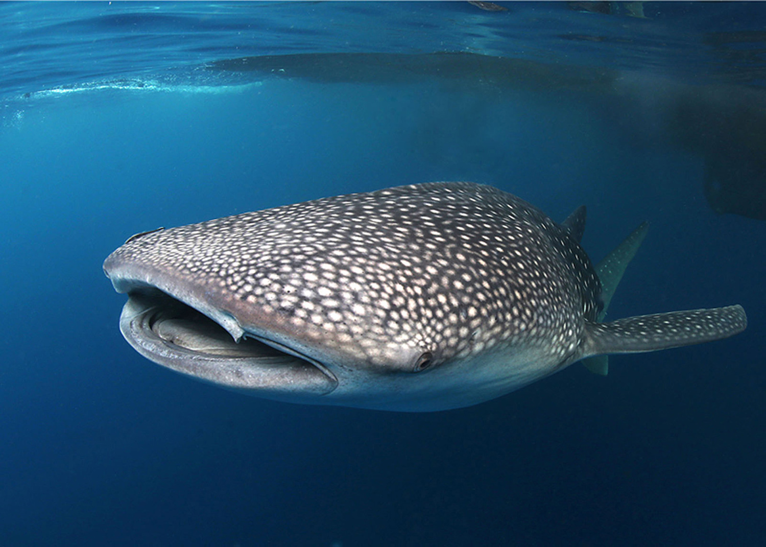 Whale shark in Socorro
