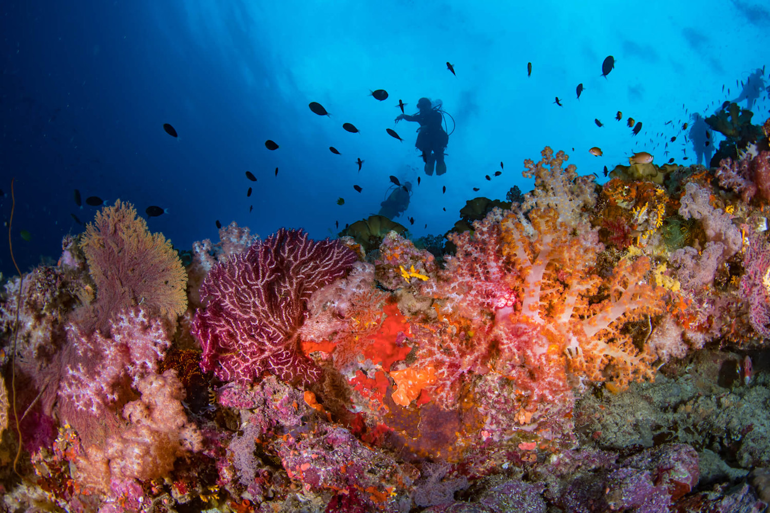 Coral reef diving in Solomon Islands 

