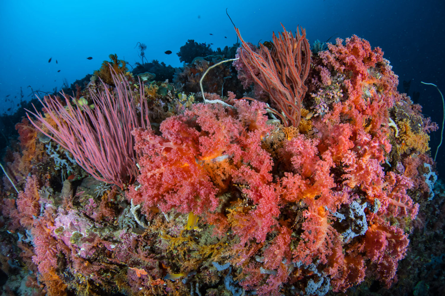 Soft corals in Solomon Islands 
