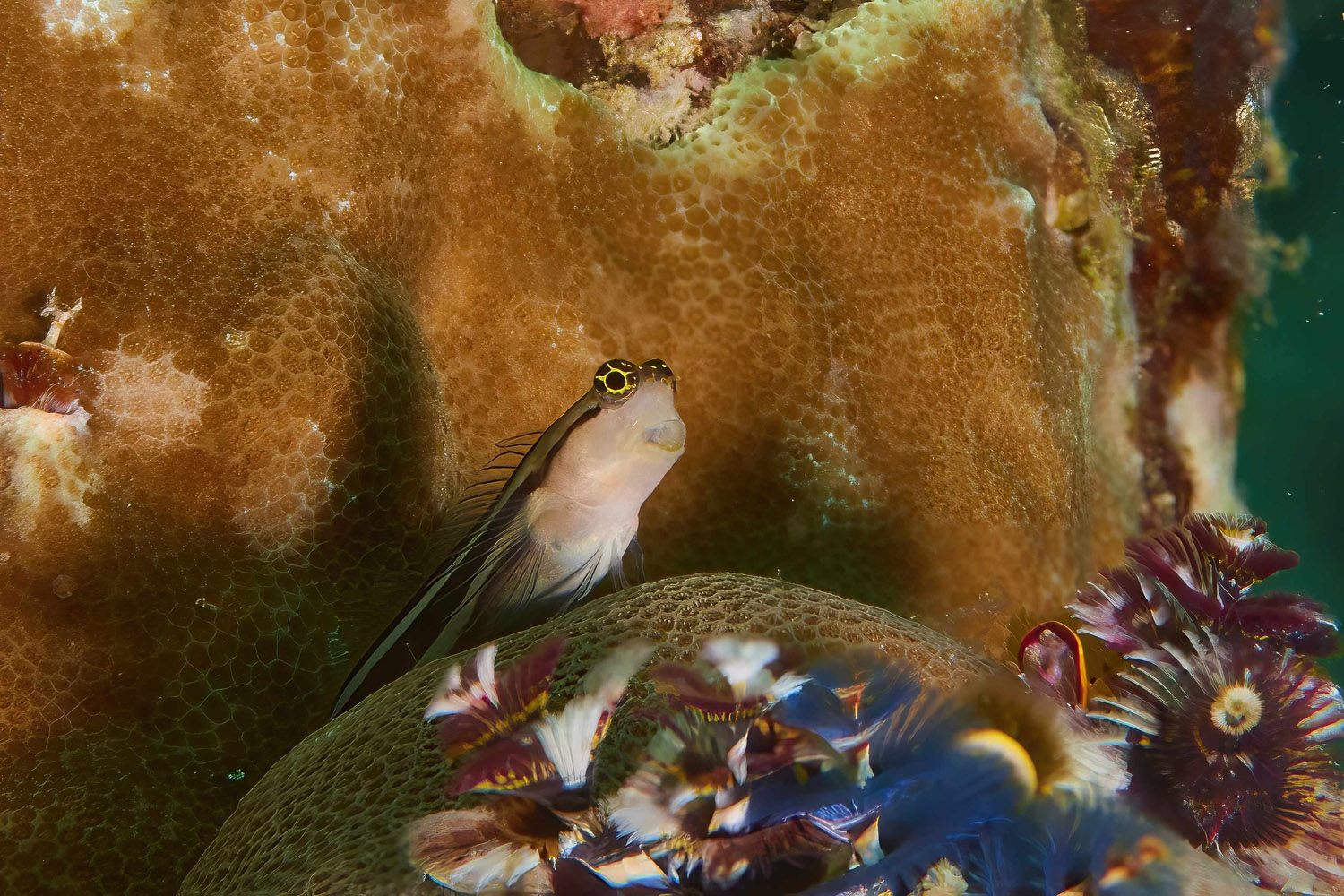 Blenny fish in Solomon Islands
