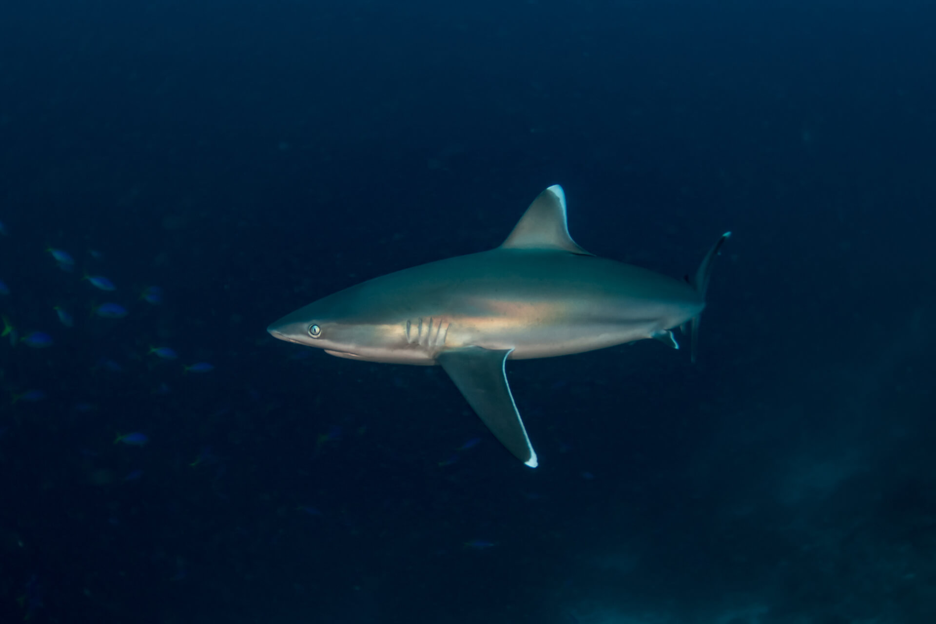Black tip shark in Solomon Islands 
