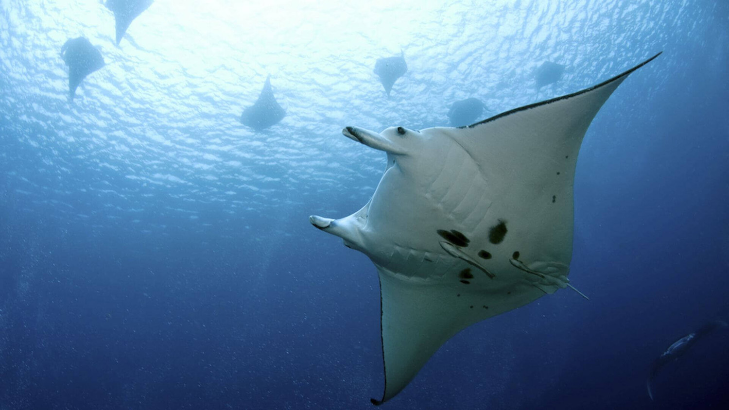 Manta ray in Solomon Islands

