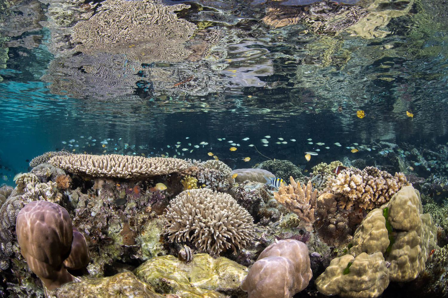 Underwater reflections photography in Solomon Islands
