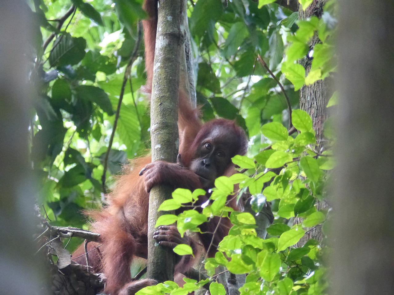 Orangutan in the forest of Sumatra
