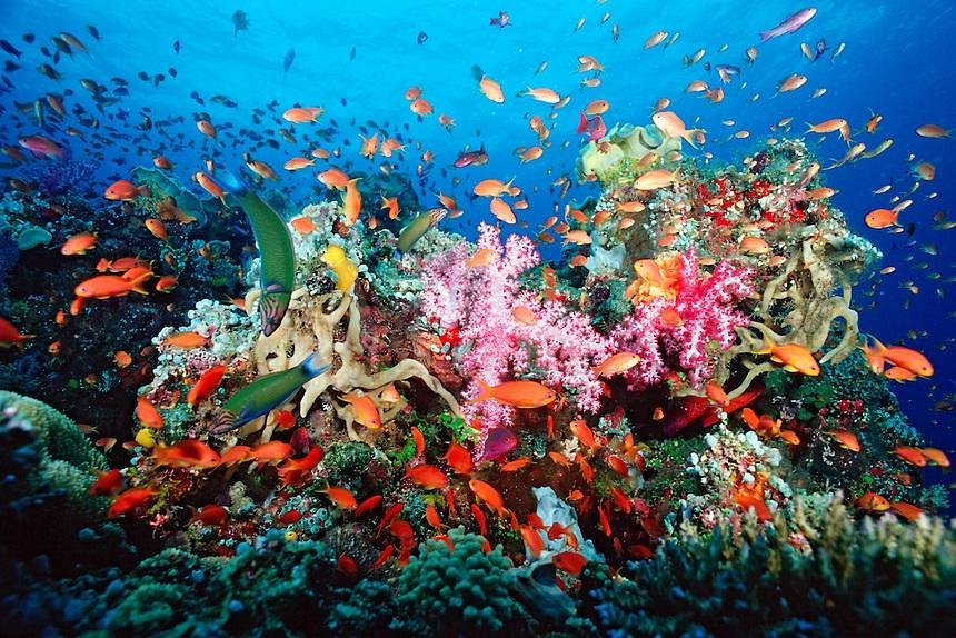 Diving colourful coral reef in Togians