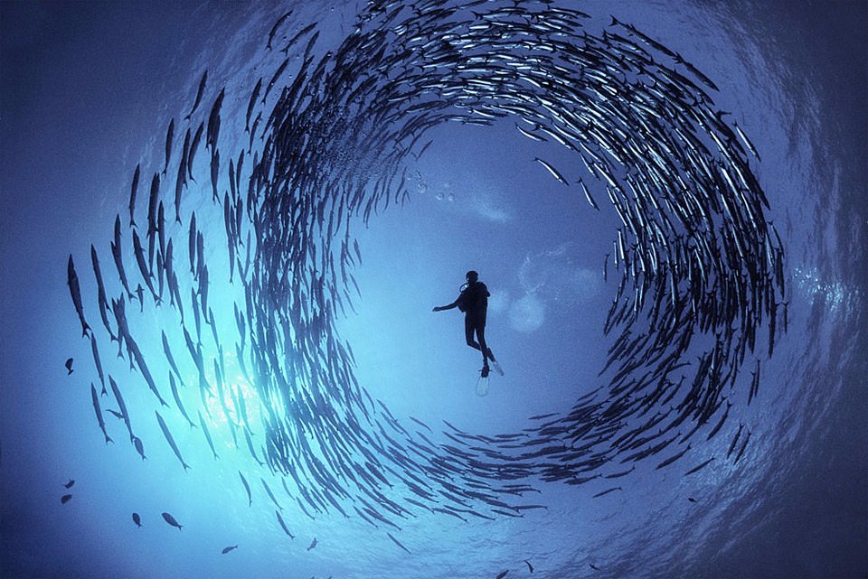 Diving with school of Barracuda in Togians