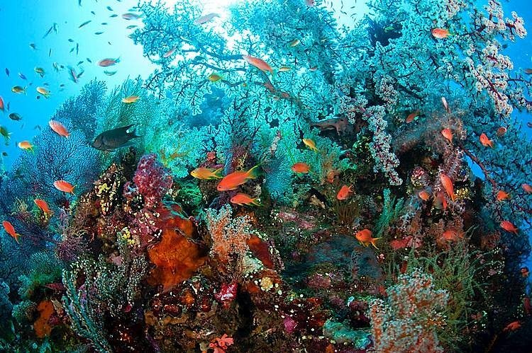 Diving lively coral reef in Togians