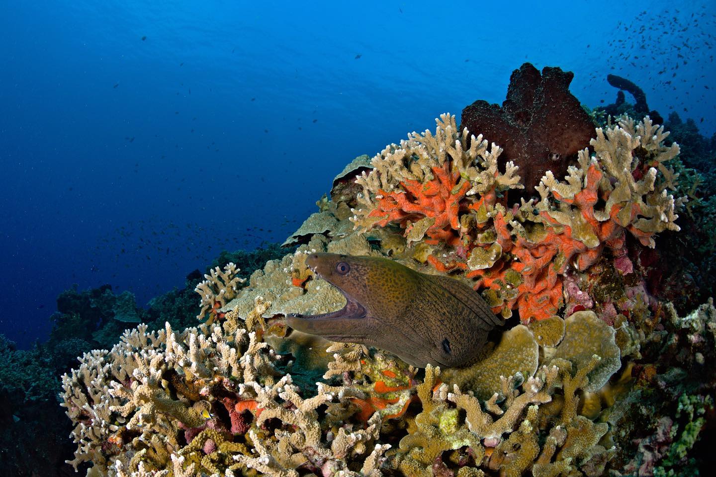 Diving in Togian with sea morays