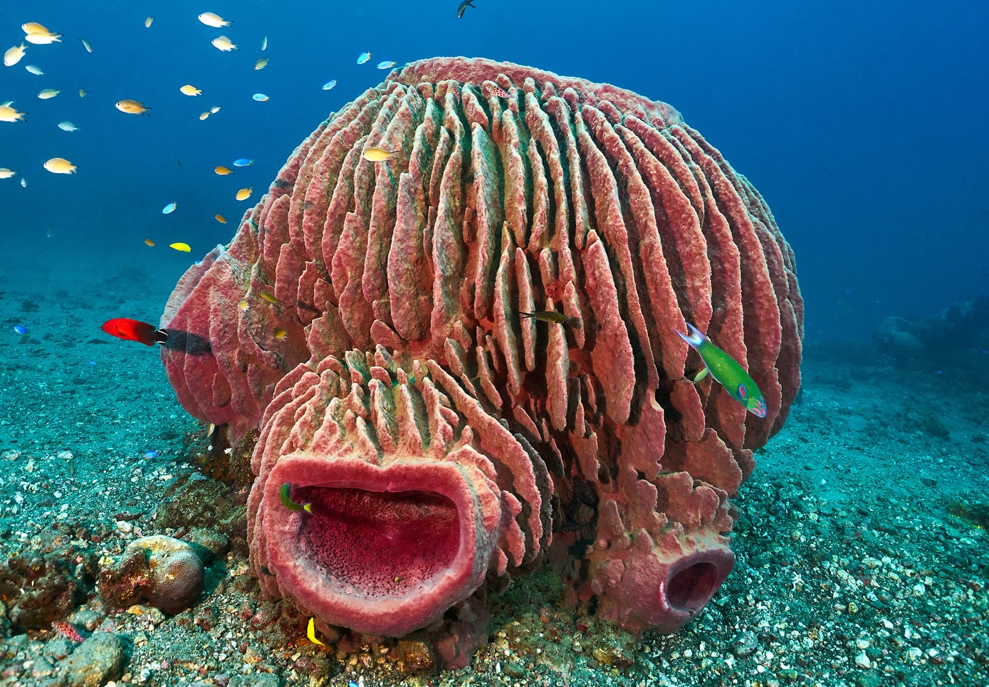 Diving in Togian with sea sponges