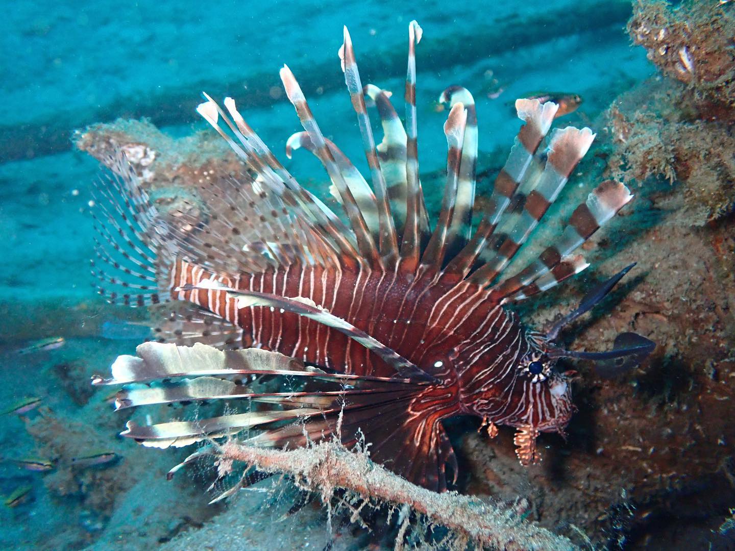 Diving in Togian with lionfish