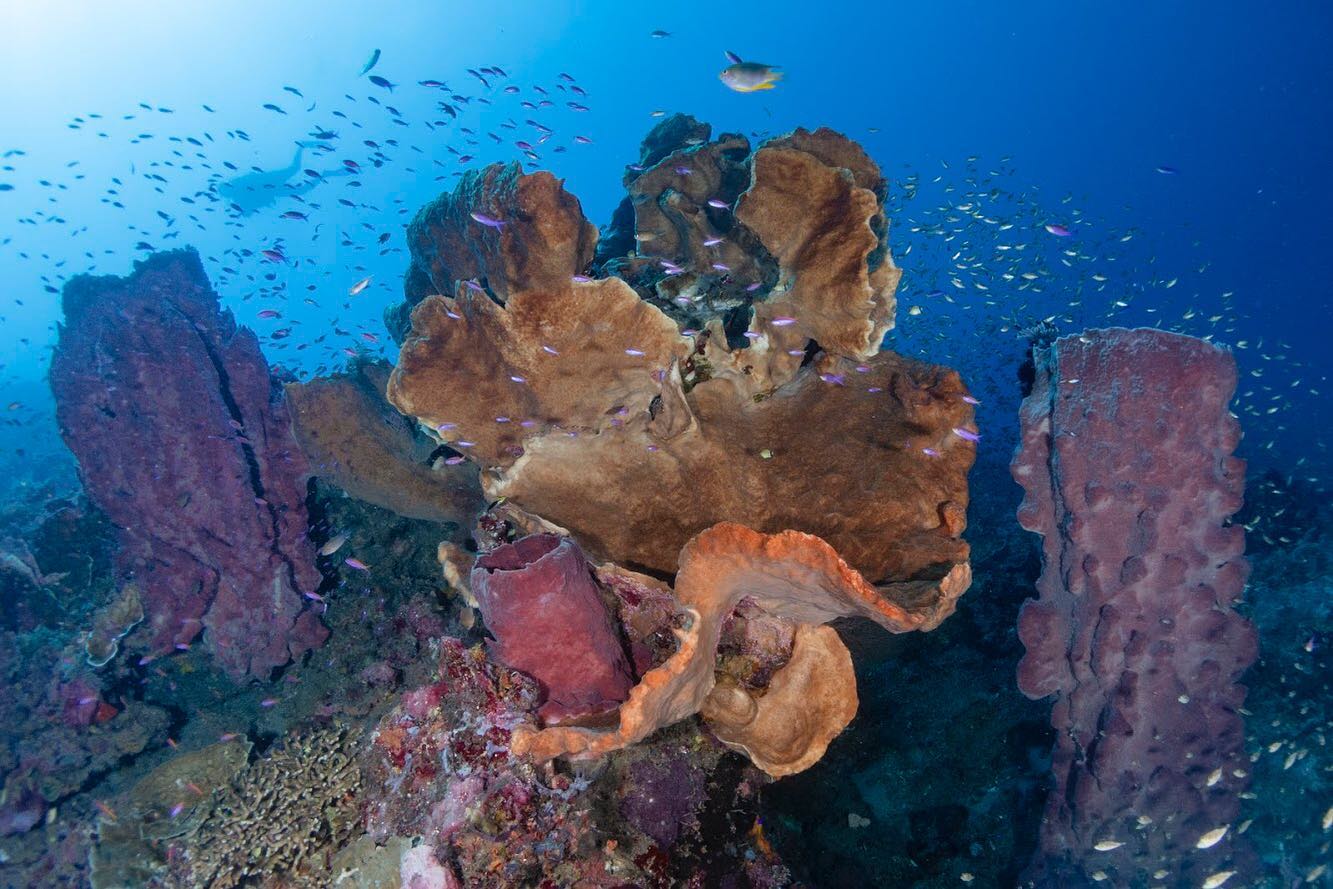Diving in Togian with giant sea sponges