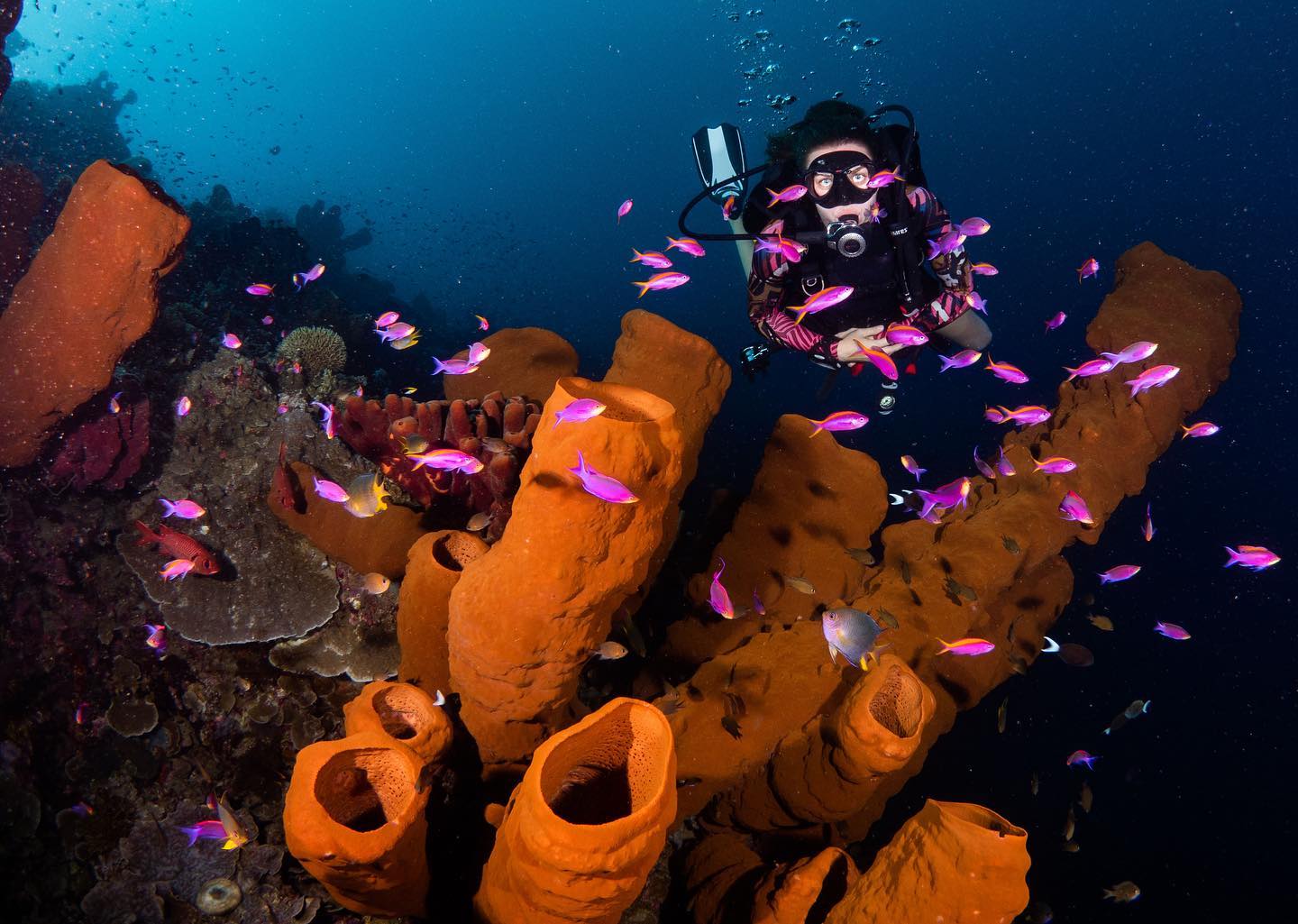 Diving in Togian with giant sea sponges