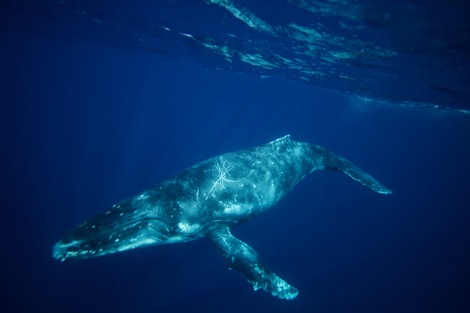 Swimming with whales in Tonga