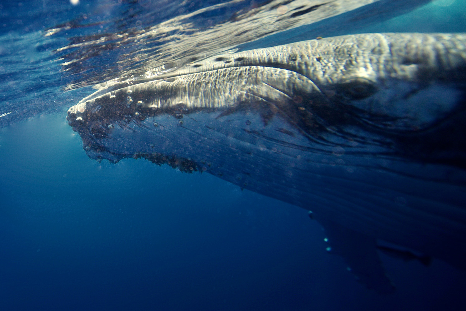 Swimming with whales in Tonga