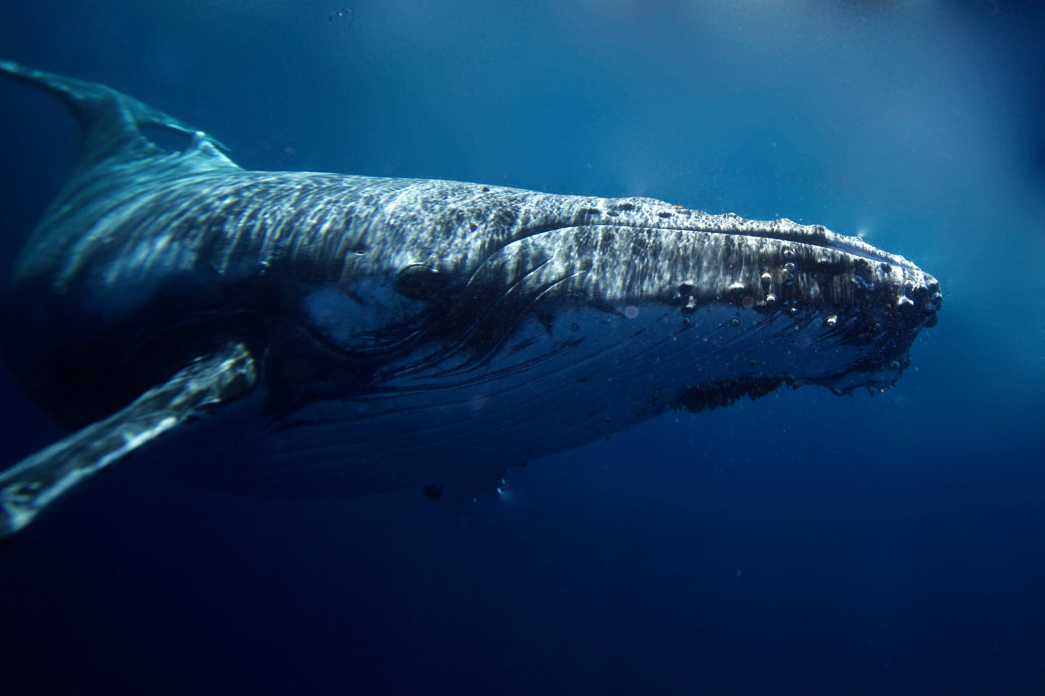 Swimming with whales in Tonga