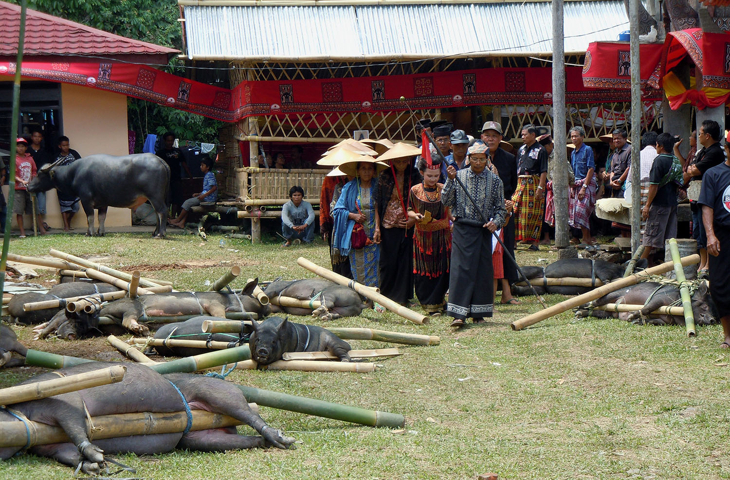 Funeral Toraja and sacrificed animal
