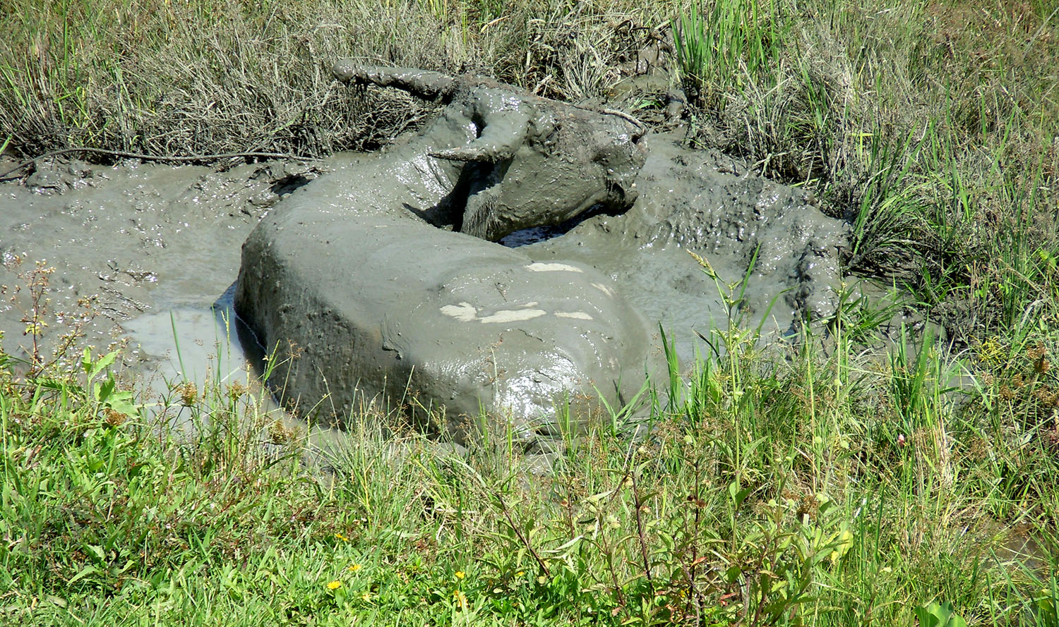 Water buffalo bathing in the mud
