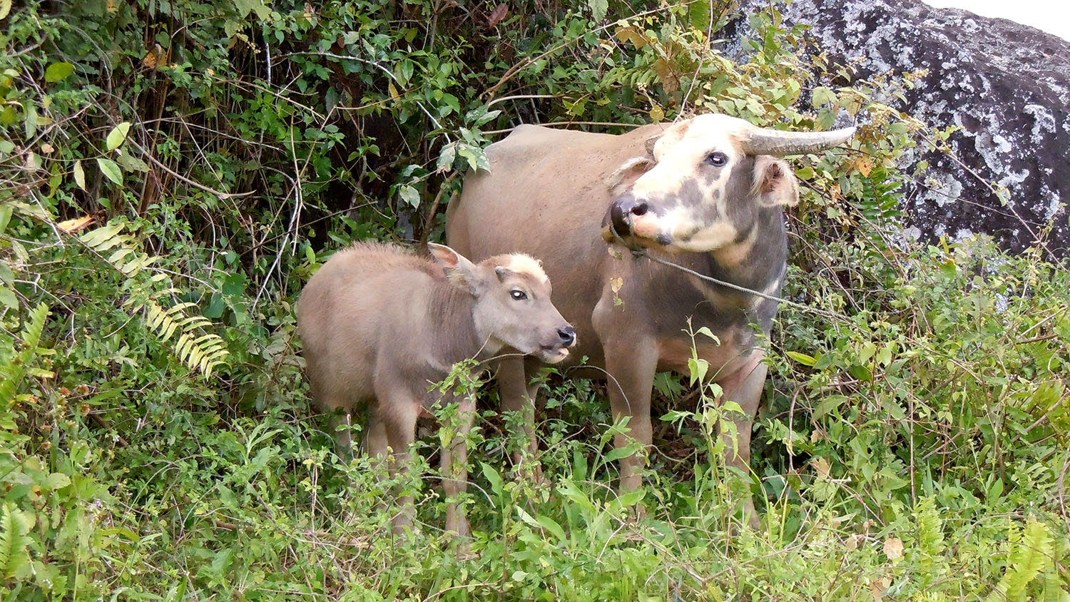 Buffalo and calf in Tana Toraja
