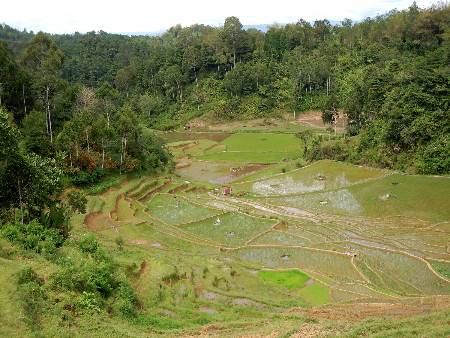 Countryside of Tana Toraja
