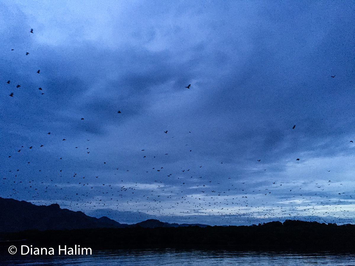 Flying foxes
