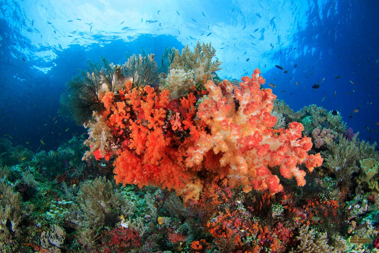 Scenic coral reefs landscape of Triton Bay, West Papua