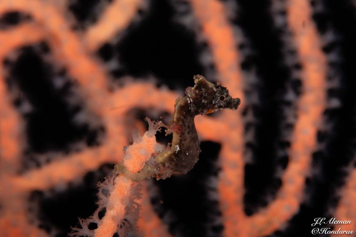 Pygmy seahorse Servensi in Triton Bay, West Papua