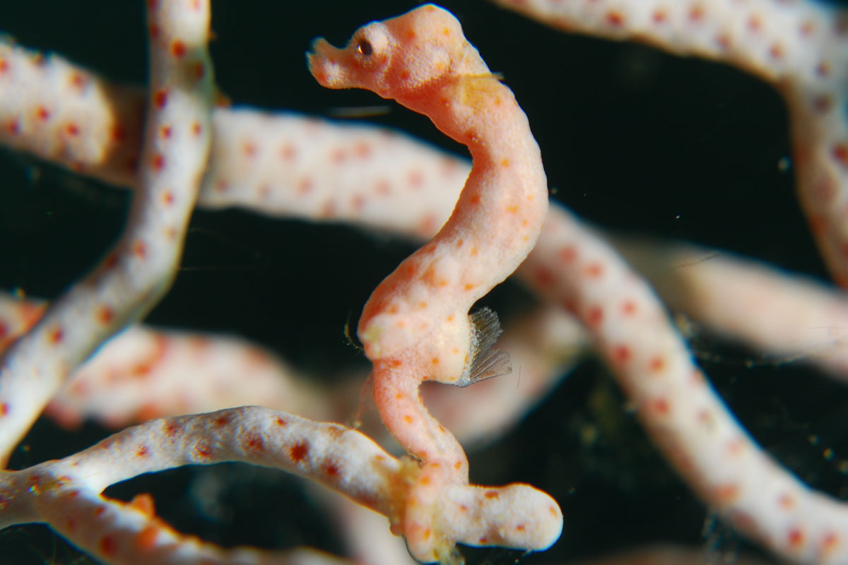 Pygmy seahorse Denise in Triton Bay, West Papua