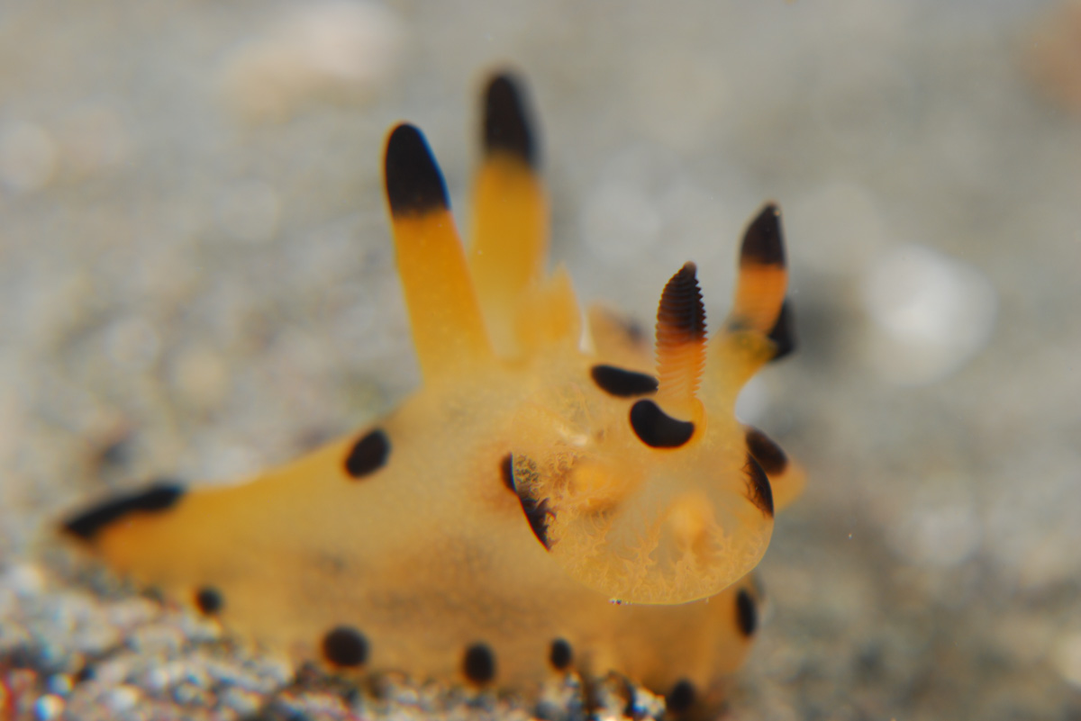 Thecacera pacifica in Triton Bay, West 