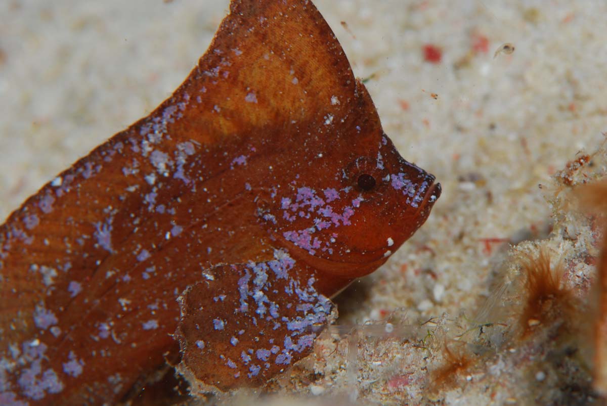 Ablabys taenianotus in Triton Bay, West Papua