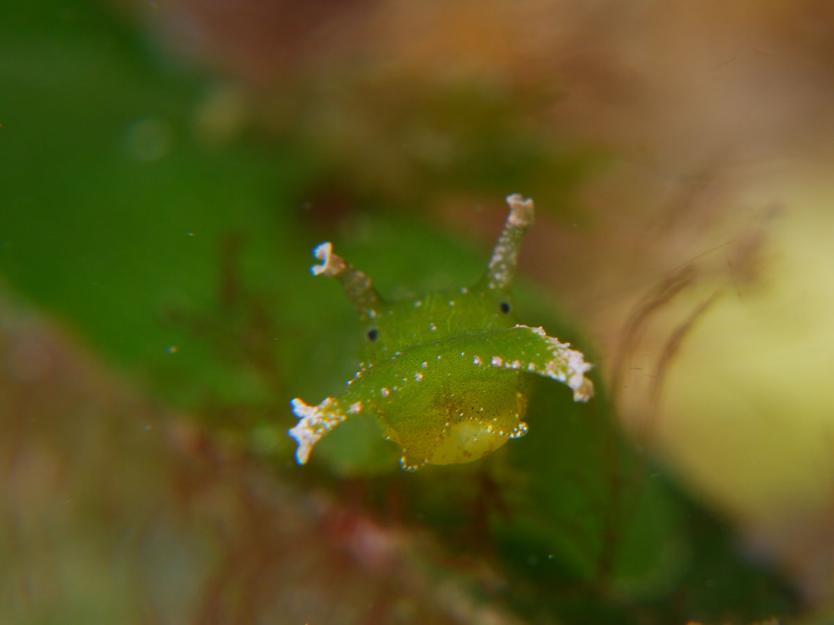 Green sea slug in Triton Bay, West Papua