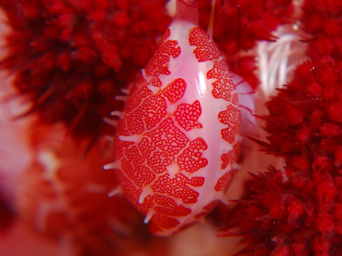 Ovuliane sea snail in Triton Bay, West Papua