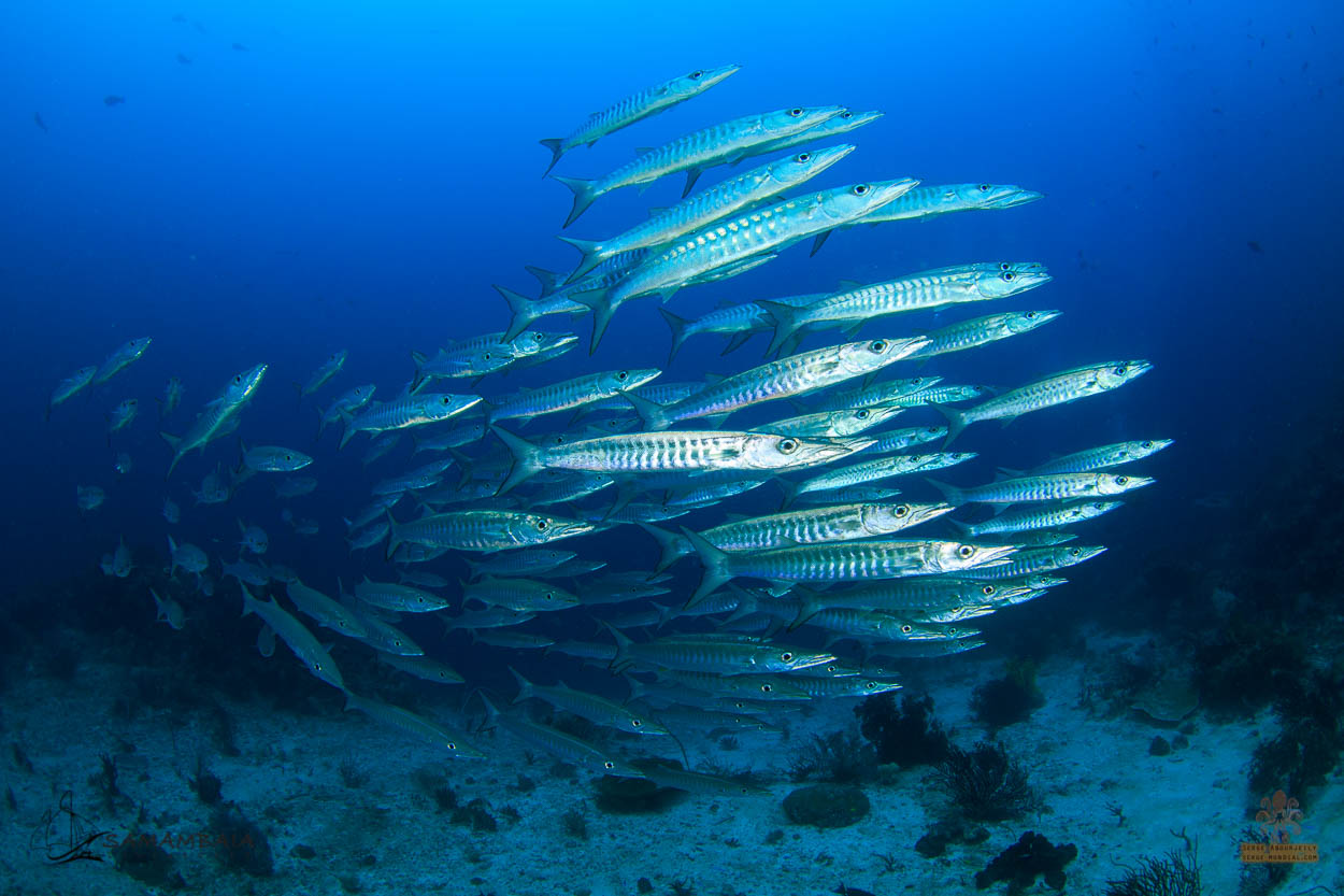 Barracuda fish in Triton Bay, West Papua
