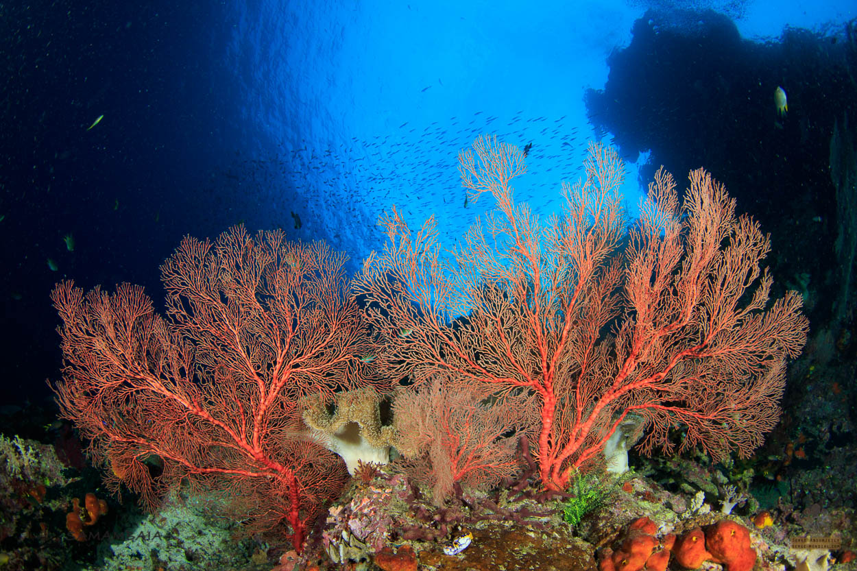 Fan sea in Triton Bay, West Papua