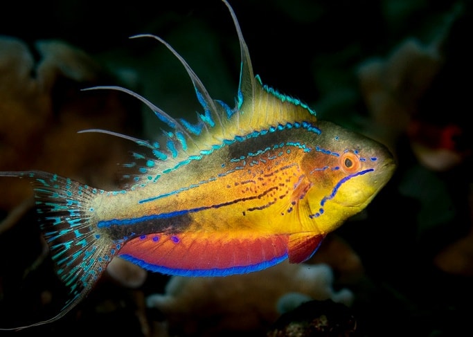 Flasher wrasse at Triton Bay Divers
