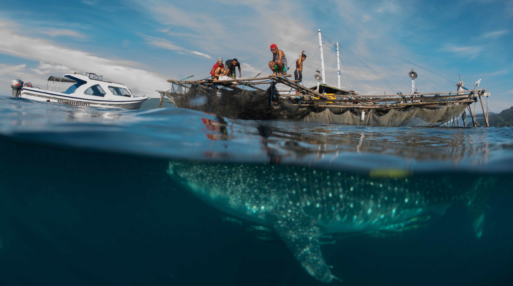 Whale shark excursion at Triton Bay Divers
