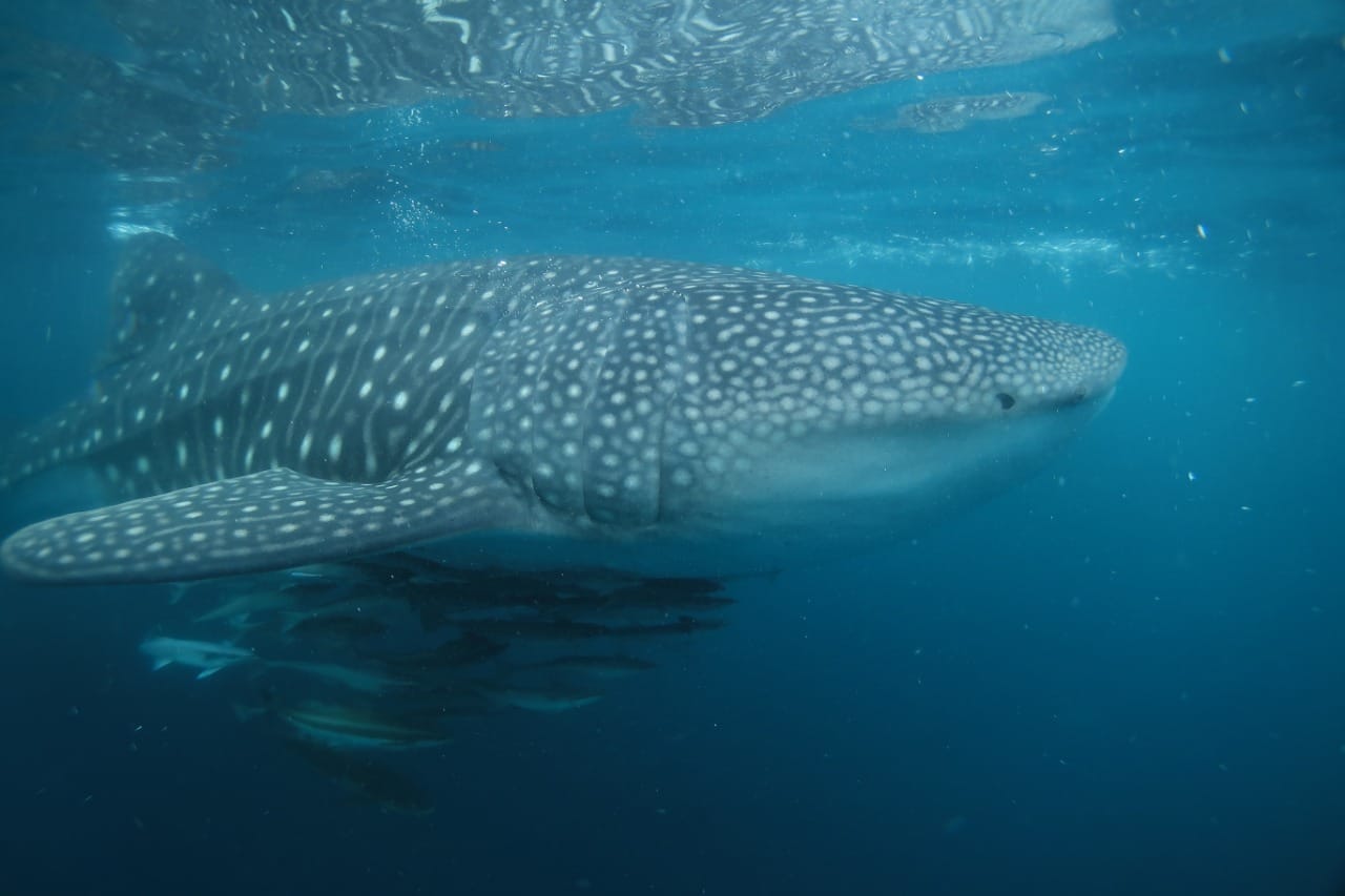 Whale shark excursion at Triton Bay Divers
