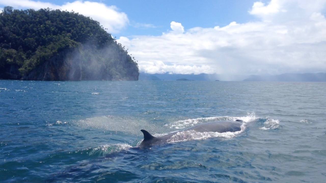 Whales at Triton Bay Divers
