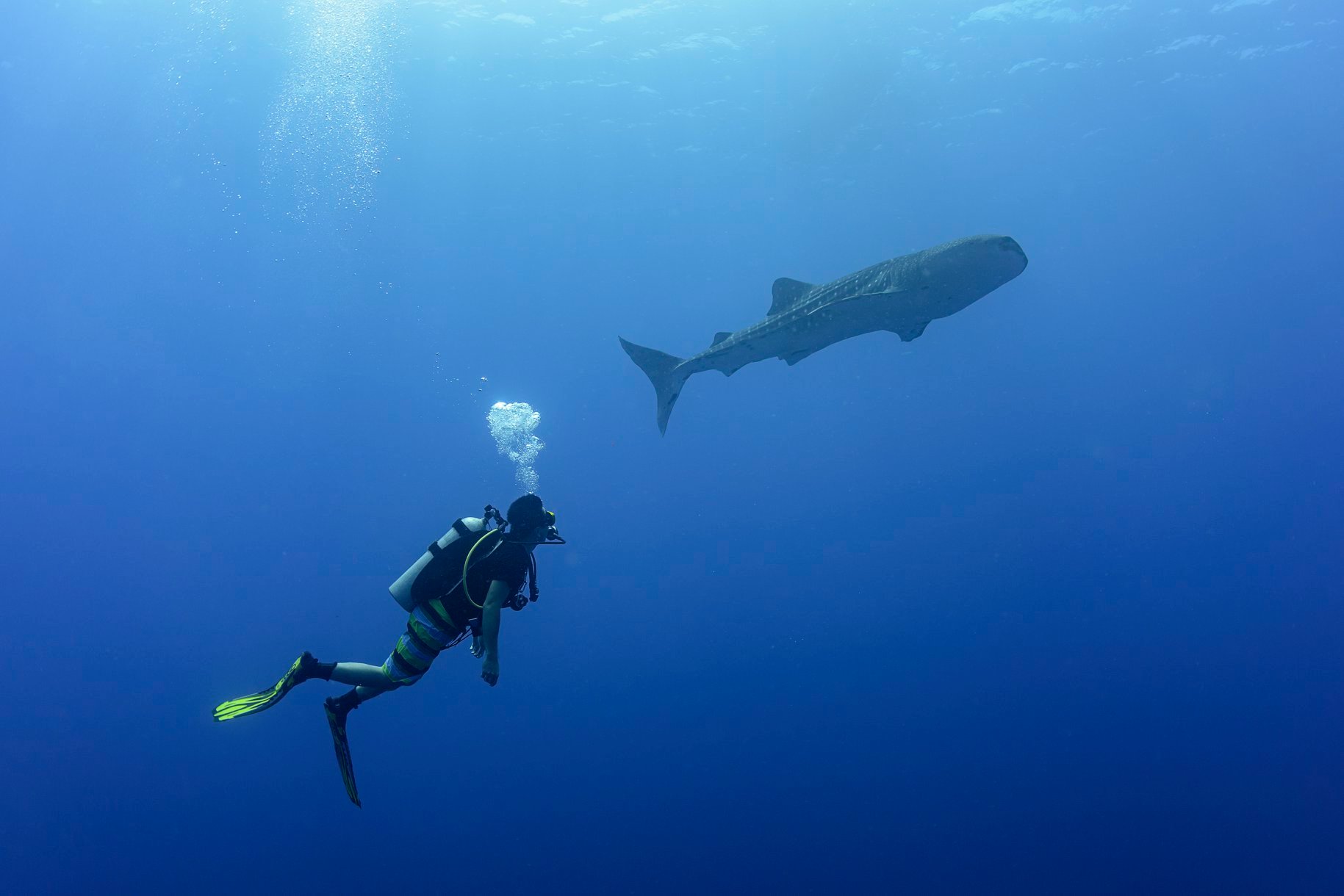 Diver and whale shark in Tubbataha Reef
