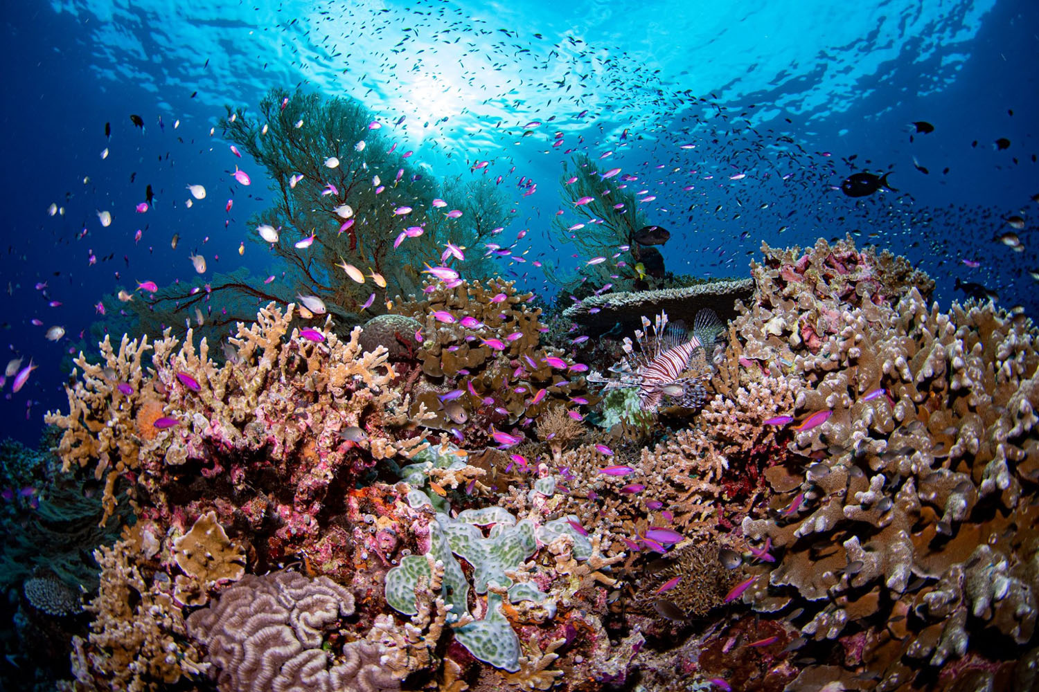 Divig biodiversity in Tubbataha Reef
