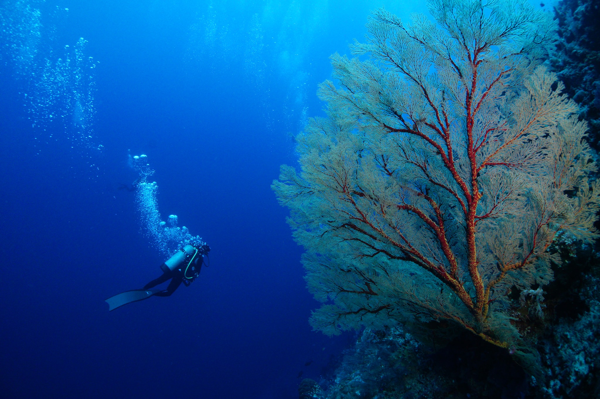 Diver and giant gorgonia in Tubbataha Reef
