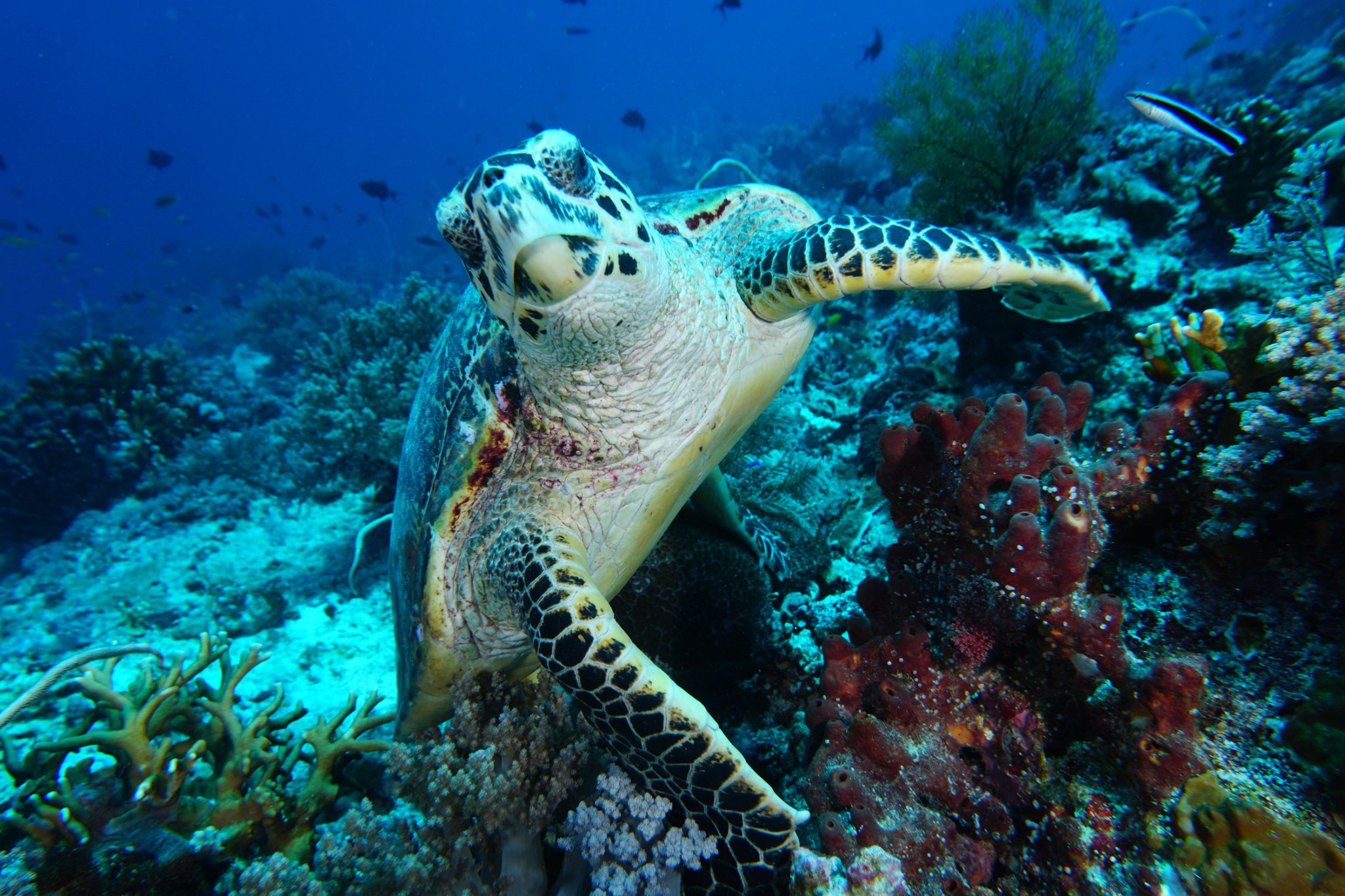 Sea turtle in Tubbataha Reef
