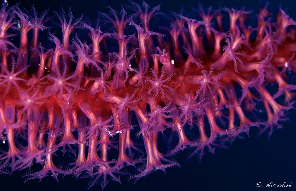 Coral crab at Wakatobi