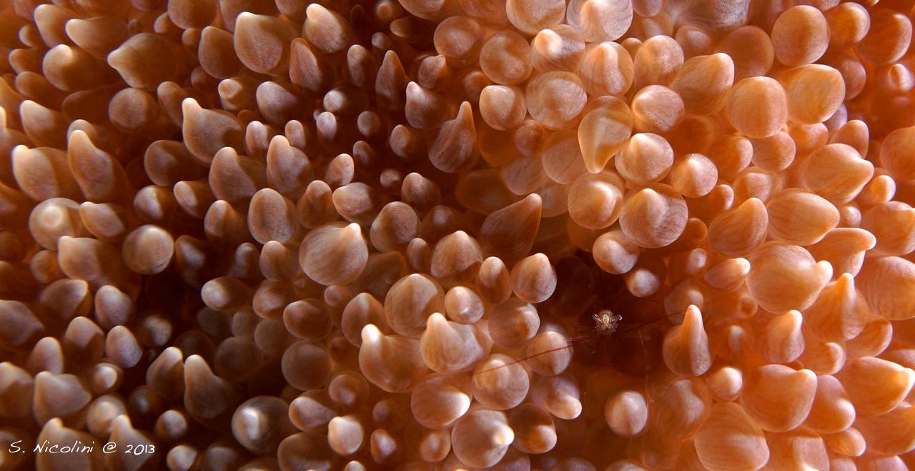 Shrimp in anemone at 